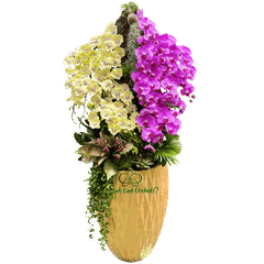 Lan Hồ Điệp Vàng Phối Hồng Kết Hợp Gỗ 25 Cành - DS072