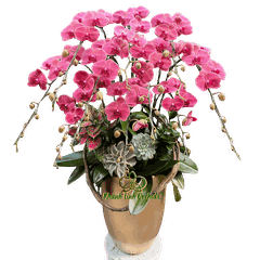 Lan Hồ Điệp Đỏ Cam Sen Đá 10 Cành - HDC039