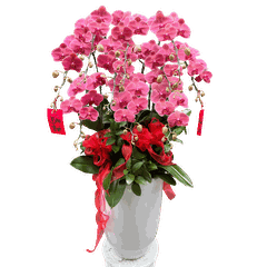 Lan Hồ Điệp Đỏ Cam 11 Cành - HDC040 - Xuân An Khang