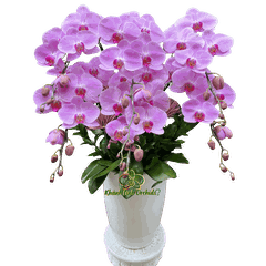 Lan Hồ Điệp Hồng CL243 6 Cành - HDH078