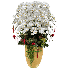 Lan Hồ Điệp Trắng 35 Cành - HDW060 - Cung Chúc Tân Xuân