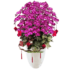 Lan Hồ Điệp Đột Biến JB3629 30 Cành - DB045 - Tết An Khang