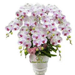 Lan Hồ Điệp Trắng Phớt Hồng 10 Cành - HDW065