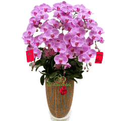 Lan Hồ Điệp Hồng CL243 10 Cành - HDH074 - Phát Tài Phát Lộc