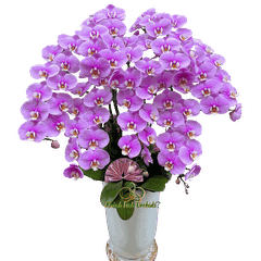 Lan Hồ Điệp Hồng Anna Sinh Nhật 7 Cành - HDH064