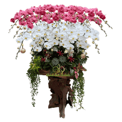 Lan Hồ Điệp Lũa Gỗ Trắng Phối Đỏ Cam 25 Cành - DS047