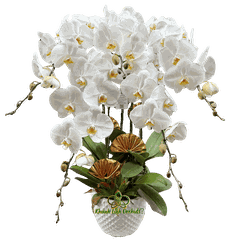 Lan Hồ Điệp Trắng 5 Cành - HDW061