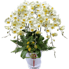 Lan Hồ Điệp Xanh Bơ 10 Cành - HDX029