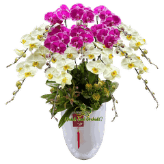 Lan Hồ Điệp Tím Đột Biến Phối Xanh Bơ 12 cành - DS073