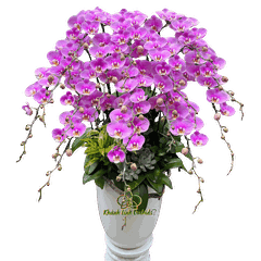 Lan Hồ Điệp Hồng Anna 15 Cành - HDH079