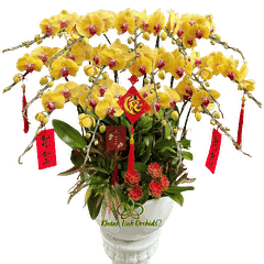 Lan Hồ Điệp Vàng Nghệ 15 Cành - HDV106