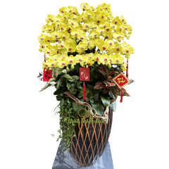 Lan Hồ Điệp Vàng Chanh 30 Cành - HDV107