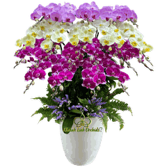 Lan Hồ Điệp Phối 3 Màu 20 Cành - DS074
