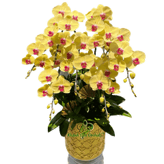 Lan Hồ Điệp Vàng 7 Cành - HDV114