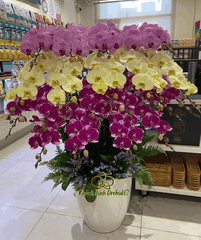 Lan Hồ Điệp Phối 3 Màu 20 Cành - DS074