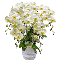 Lan Hồ Điệp Xanh Bơ 5 Cành - HDX030