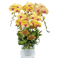 Lan Hồ Điệp Vàng Nghệ 5 Cành - HDV108