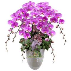 Lan Hồ Điệp Hồng Anna 7 Cành - HDH080