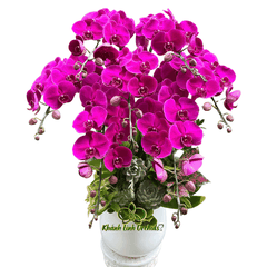 Lan Hồ Điệp Đỏ Ớt 7 Cành - HDT047