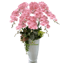 Lan Hồ Điệp Phun Hồng Pastel 10 Cành - VIP025