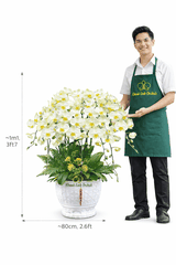 Lan Hồ Điệp Xanh Bơ 10 Cành - HDX029