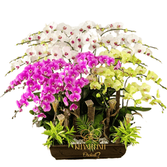 Lan Hồ Điệp Bonsai Phối Màu 25 Cành - Rực Rỡ