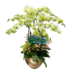 Lan Hồ Điệp Xanh Bơ 9 Cành - HDX001 - Ngọt Ngào