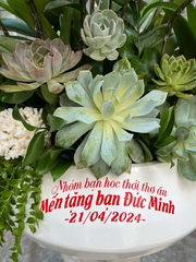 Lan Hồ Điệp Mini Hồng 15 Gốc - Sắc Hồng Nàng Thơ