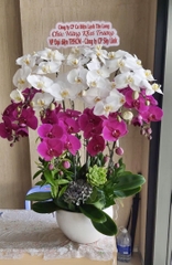 Lan Hồ Điệp Phối Màu 9 Cành - DS034