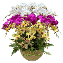 Lan Hồ Điệp Phối Màu Tam Sắc 20 Cành - DS021