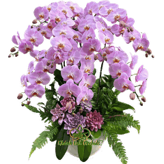 Lan Hồ Điệp Hồng Phấn Ngọt Ngào 9 Cành - HDH034