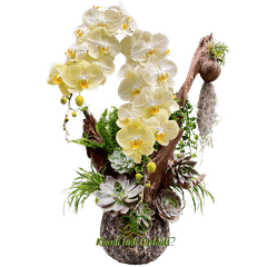 Chậu LHĐ Xanh Bơ VIP Tiểu Cảnh - Phong Thái Ngọc Ngà - HDX007