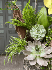 Chậu LHĐ Xanh Bơ VIP Tiểu Cảnh - Phong Thái Ngọc Ngà - HDX007