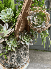 Chậu LHĐ Xanh Bơ VIP Tiểu Cảnh - Phong Thái Ngọc Ngà - HDX007