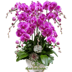 Lan Hồ Điệp Tím Đột Biến 8 Cành - Sắc Xuân - DB16
