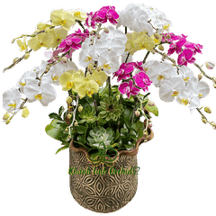 Chậu LHĐ Tam Sắc 12 Cành - Mãn Đường Hỉ Khí