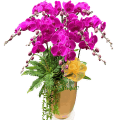 Lan Hồ Điệp Tím Đậm 10 Cành - Tím Ngọc Hoàng Gia - HDT018