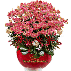 Lan Hồ Điệp Mini Cam 20 Gốc - Cam Sắc Vũ Khúc