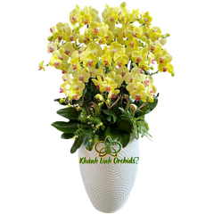 Lan Hồ Điệp Vàng Chanh 15 Cành - HDV063