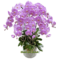 Lan Hồ Điệp Hồng Nhạt 10 Cành - HDH045