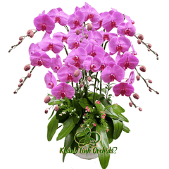 Lan Hồ Điệp Tím Ruốc 8 Cành - HDT024