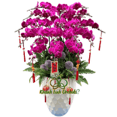 Lan Hồ Điệp Tím Đỏ Ớt 20 Cành - HDT026