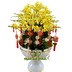 Lan Hồ Điệp Vàng Chanh 61 Cành - HDV070
