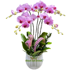Lan Hồ Điệp Hồng Phấn 5 Cành - HDH048