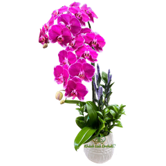 Lan Hồ Điệp Tím Đột Biến 2 Cành - HDT034