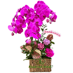 Hộp Gỗ Lan Hồ Điệp Tím Đậm 3 Cành - Huyền Tím Cao Quý - HDT016