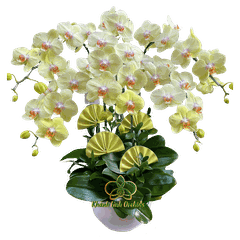 Lan Hồ Điệp Xanh Bơ 5 Cành - HDX011