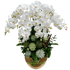 Lan Hồ Điệp Trắng 10 Cành - HDW038