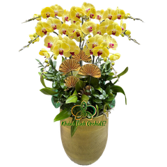 Lan Hồ Điệp Vàng 8 Cành - HDV059