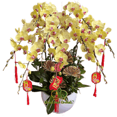 Lan Hồ Điệp Vàng Tươi 9 Cành - HDV076